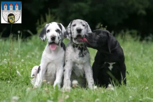 Mehr über den Artikel erfahren Dogge Züchter und Welpen in Celle
