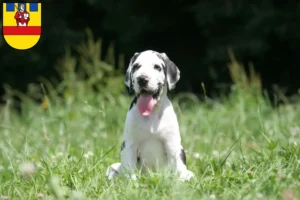 Mehr über den Artikel erfahren Dogge Züchter und Welpen in Cloppenburg