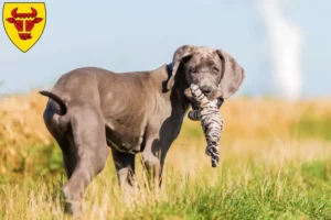 Mehr über den Artikel erfahren Dogge Züchter und Welpen in Coesfeld