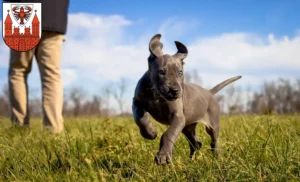 Mehr über den Artikel erfahren Dogge Züchter und Welpen in Cottbus