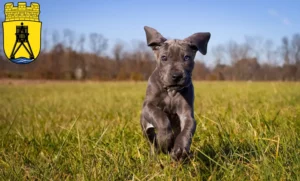 Mehr über den Artikel erfahren Dogge Züchter und Welpen in Cuxhaven