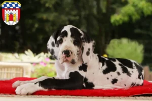 Mehr über den Artikel erfahren Dogge Züchter und Welpen in Deggendorf