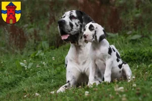Mehr über den Artikel erfahren Dogge Züchter und Welpen in Delmenhorst