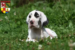 Mehr über den Artikel erfahren Dogge Züchter und Welpen in Dessau-Roßlau