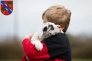 Mehr über den Artikel erfahren Dogge Züchter und Welpen in Dietzenbach