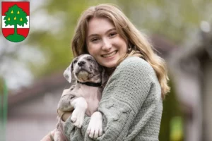 Mehr über den Artikel erfahren Dogge Züchter und Welpen in Dornbirn