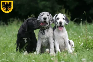 Mehr über den Artikel erfahren Dogge Züchter und Welpen in Dortmund