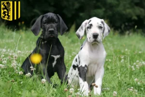 Mehr über den Artikel erfahren Dogge Züchter und Welpen in Dresden