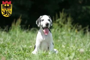 Mehr über den Artikel erfahren Dogge Züchter und Welpen in Düren