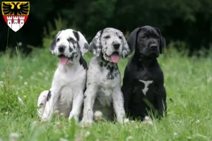 Mehr über den Artikel erfahren Dogge Züchter und Welpen in Duisburg