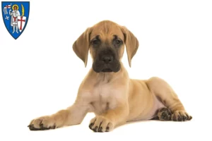 Mehr über den Artikel erfahren Dogge Züchter und Welpen in Eisenach