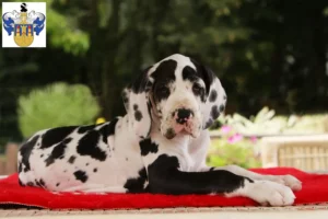 Mehr über den Artikel erfahren Dogge Züchter und Welpen in Eisenberg (Thüringen)