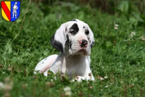Mehr über den Artikel erfahren Dogge Züchter und Welpen in Emmendingen