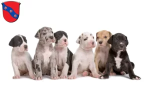 Mehr über den Artikel erfahren Dogge Züchter und Welpen in Erbach (Odenwald)