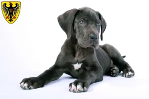 Mehr über den Artikel erfahren Dogge Züchter und Welpen in Esslingen am Neckar