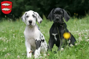 Mehr über den Artikel erfahren Dogge Züchter und Welpen in Forchheim