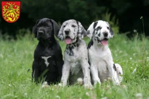 Mehr über den Artikel erfahren Dogge Züchter und Welpen in Forst (Lausitz)