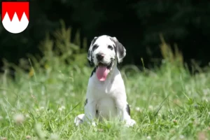 Mehr über den Artikel erfahren Dogge Züchter und Welpen in Franken