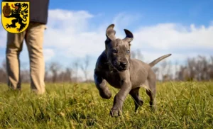 Mehr über den Artikel erfahren Dogge Züchter und Welpen in Frechen
