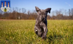 Mehr über den Artikel erfahren Dogge Züchter und Welpen in Freiberg