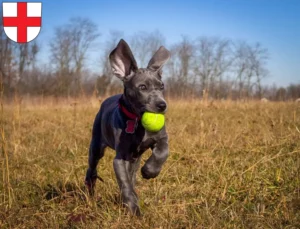 Mehr über den Artikel erfahren Dogge Züchter und Welpen in Freiburg im Breisgau