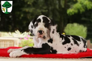 Mehr über den Artikel erfahren Dogge Züchter und Welpen in Freyung