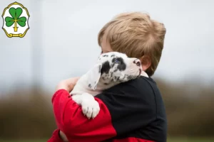 Mehr über den Artikel erfahren Dogge Züchter und Welpen in Fürth