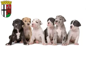 Mehr über den Artikel erfahren Dogge Züchter und Welpen in Fulda