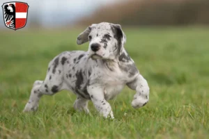 Mehr über den Artikel erfahren Dogge Züchter und Welpen in Garmisch-Partenkirchen