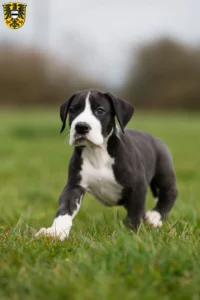 Mehr über den Artikel erfahren Dogge Züchter und Welpen in Gelnhausen