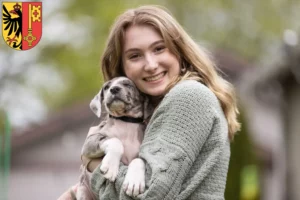 Mehr über den Artikel erfahren Dogge Züchter und Welpen in Genf