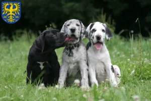Mehr über den Artikel erfahren Dogge Züchter und Welpen in Germersheim
