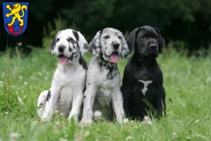 Mehr über den Artikel erfahren Dogge Züchter und Welpen in Gifhorn