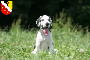 Mehr über den Artikel erfahren Dogge Züchter und Welpen in Glarus