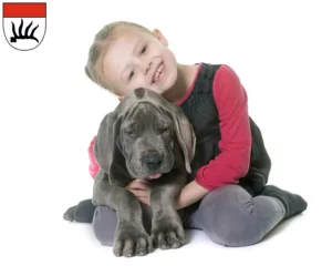 Mehr über den Artikel erfahren Dogge Züchter und Welpen in Göppingen