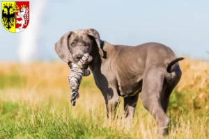 Mehr über den Artikel erfahren Dogge Züchter und Welpen in Görlitz