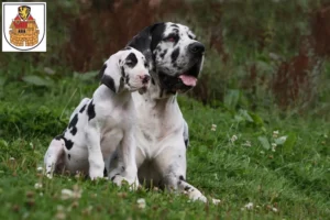 Mehr über den Artikel erfahren Dogge Züchter und Welpen in Greiz
