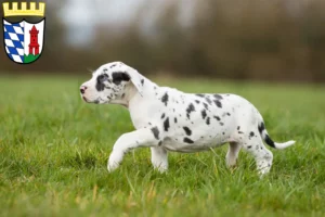 Mehr über den Artikel erfahren Dogge Züchter und Welpen in Günzburg