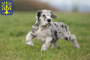 Mehr über den Artikel erfahren Dogge Züchter und Welpen in Hagen