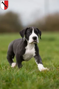 Mehr über den Artikel erfahren Dogge Züchter und Welpen in Halberstadt