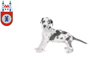 Mehr über den Artikel erfahren Dogge Züchter und Welpen in Hameln
