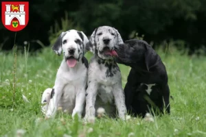 Mehr über den Artikel erfahren Dogge Züchter und Welpen in Hannover