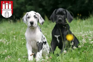 Mehr über den Artikel erfahren Dogge Züchter und Welpen in Harburg