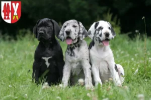 Mehr über den Artikel erfahren Dogge Züchter und Welpen im Harz