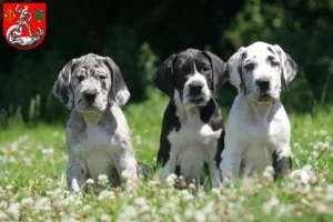Mehr über den Artikel erfahren Dogge Züchter und Welpen in Heide (Holstein)
