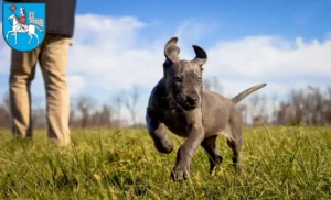 Mehr über den Artikel erfahren Dogge Züchter und Welpen in Heilbad Heiligenstadt