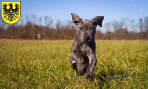 Mehr über den Artikel erfahren Dogge Züchter und Welpen in Heilbronn