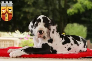 Mehr über den Artikel erfahren Dogge Züchter und Welpen in Herford