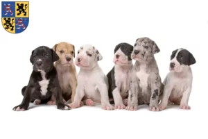 Mehr über den Artikel erfahren Dogge Züchter und Welpen in Hildburghausen