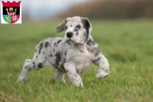 Mehr über den Artikel erfahren Dogge Züchter und Welpen in Hofheim am Taunus
